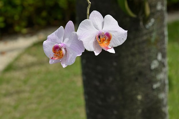 Flores brancas