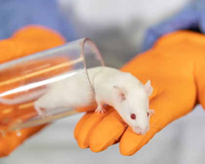 rato de laboratório, uso de animais
